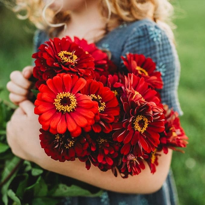 Meteor Zinnia - 100 Seeds - Beautiful Burgundy Flowers, Great for Cutting Gardens & Bouquets, Non-GMO Heirloom Zinnia Seeds for Planting in The Home Garden, Thresh Seed Company