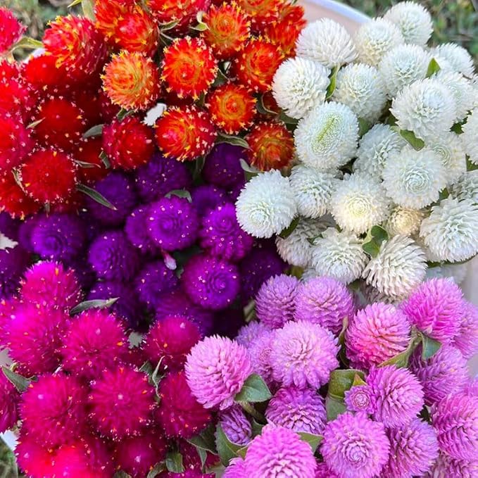 50Pcs Globe Amaranth Mix Gomphrena Flowers Seeds for Planting-Non-GMO Heirloom Plant Seeds Garden Outdoor