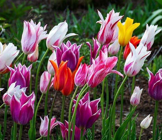 Tulips Lily Flowering Mixture Tulip Pink Red White Yellow Plant Bulbs Spring Flowering Gardens Size 12+ (15, Lily Flowering Mixture)