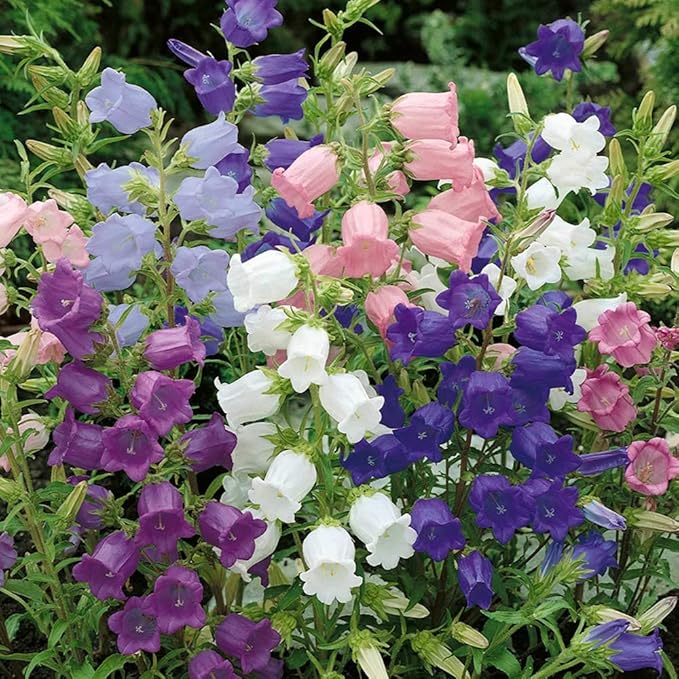 NIKA SEEDS - Seeds Flowers Canterbury Bells Double Mix (Cups and Saucers) Biennial - 500 Seeds