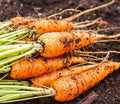 Carrot Seeds for Planting - Plant & Grow Little Finger Carrot Seeds for Your Home Outdoor Vegetable Garden - 750 Heirloom Non GMO Seeds - Full Planting Packet with Instructions, 2 Packets