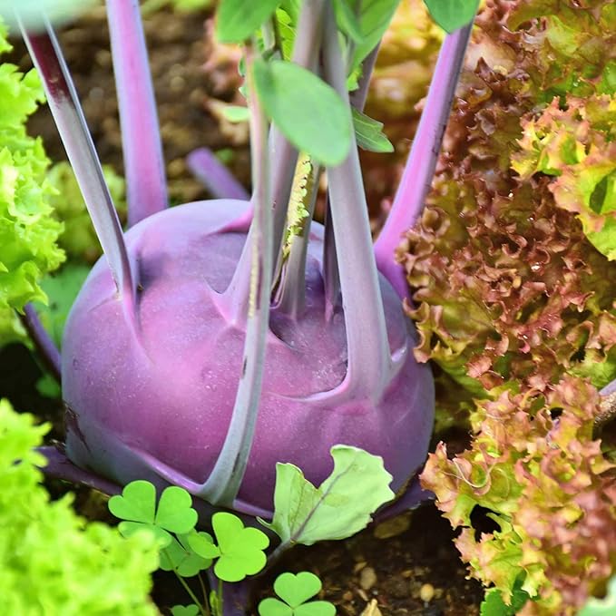 Purple Vienna Kohlrabi Garden Seeds - 4 Gram Packet- Non-GMO, Heirloom Vegetable Gardening & Microgreens Seeds