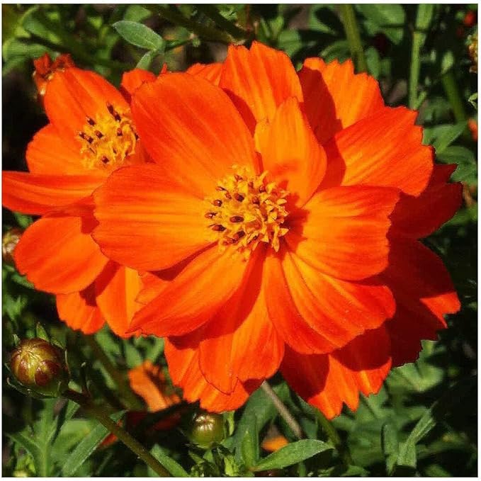 Gold Crest Cosmos - Long Blooming Season - 2 to 3 Feet Tall