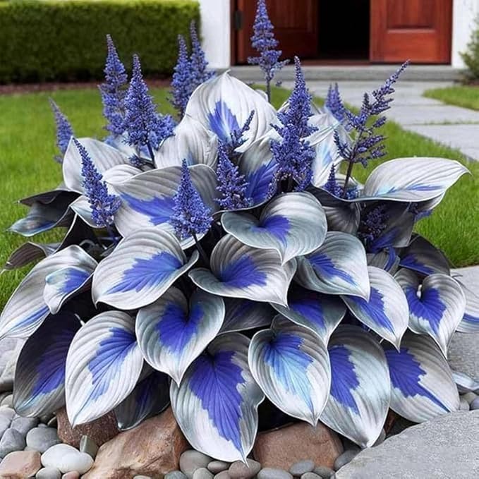 370+ Exotic Hosta Seeds for Planting, Perennial Heart-Shaped Hosta Bare Roots Leaves, Drought Tolerant Colorful Hosta Plants for Outdoor Garden