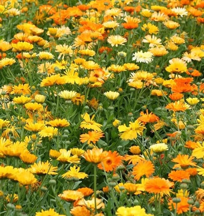 Calendula Flower Seeds, Pacific Beauty Mix, Pack of 2,000 Seeds by Seeds2Go