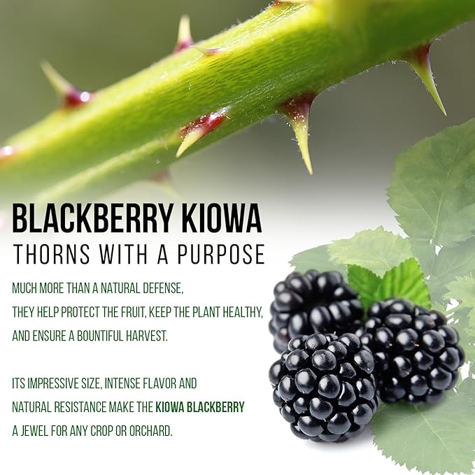 BlackBerry Thorny Plants Kiowa (4 Pack) Live for Sale | Easy to Grow Plants | Edible Fruit Plant for Sustainable Living | Grow Your own Food on Your Organic Garden | Live for Planting |