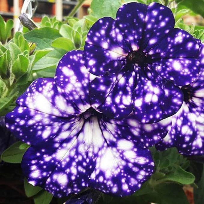 500+ Rare Night Sky Petunia Seeds - Dwarf Wave Petunia Flower Seeds for Planting Home Garden Non-GMO Heirloom Seeds