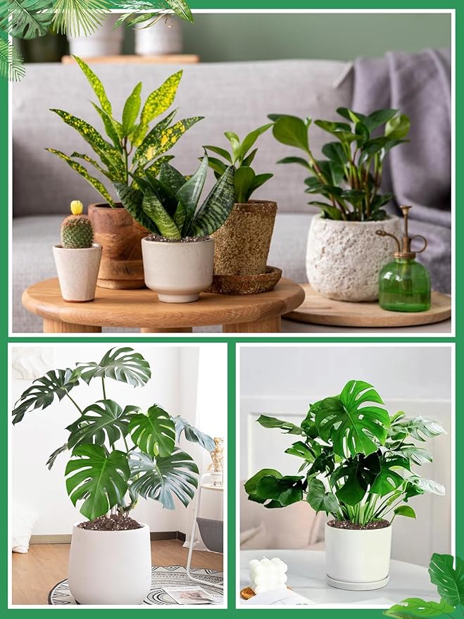 1.6QT Monstera Soil Potting Mix - Natural Organic Tropical Plant Soil for Improving Growth Rate, Sustainable Houseplants Growing Media for Indoor Bonsai Succulents Moisture Retention Drainage