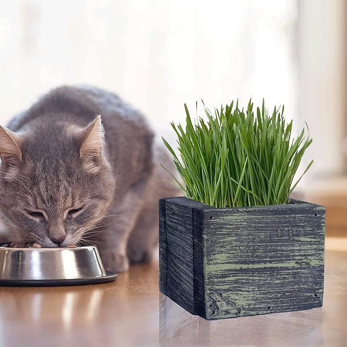 Cali Kiwi Pros Cat Grass for Indoor Cats - Best Value Organic Cat Grass Starter kit, USA Made Cedar Planter, Organic Wheatgrass Seed and Soil in a Gift Box (Mossy Green)