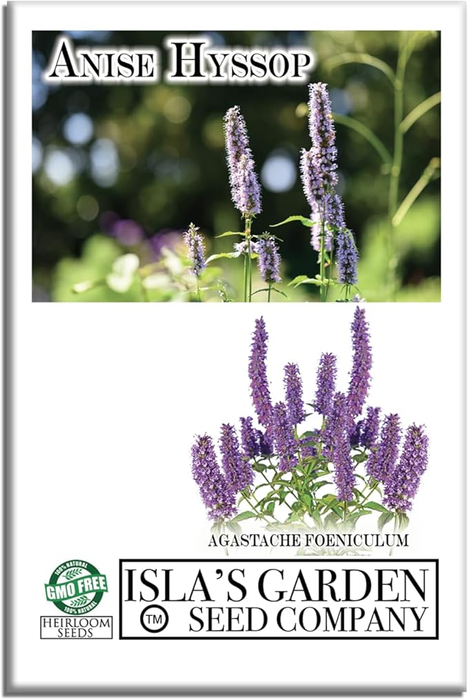 Anise Hyssop Seeds (Agastache foeniculum) – 500+ Non-GMO Heirloom Herb & Flower Seeds for Planting, Fragrant Licorice Mint Wildflower, Attracts Bees & Butterflies, by Isla’s Garden Seeds, Gift Idea