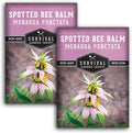 Survival Garden Seeds - Spotted Bee Balm Seed for Planting - 2 Packets with Instructions to Plant & Grow Monarda Punctata Your Home Herb Garden - Dotted Mint Wildflower Non-GMO Heirloom Variety