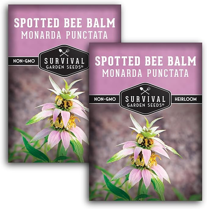 Survival Garden Seeds - Spotted Bee Balm Seed for Planting - 2 Packets with Instructions to Plant & Grow Monarda Punctata Your Home Herb Garden - Dotted Mint Wildflower Non-GMO Heirloom Variety