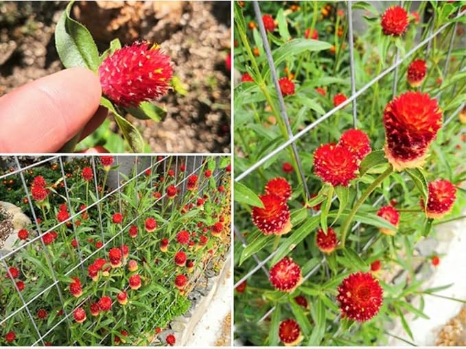 100PCS Extra Rare Flower Red Gomphrena Globosa Seeds