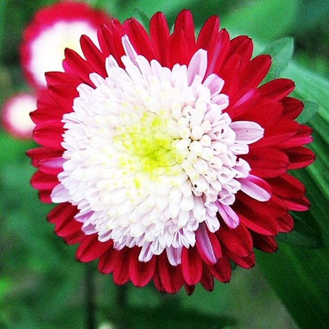 Seeds Flowers Aster Winter Cherry Annual - 100 Seeds