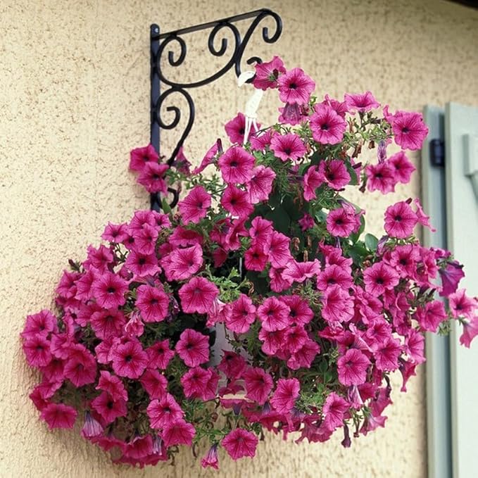 Dwarf Petunia Seeds for Planting, 203+pcs Perennial Petunias Flowers Seeds for Planting Open Pollinated Plant Seeds, Non-GMO Heirloom Annual Beauty Home Garden Flowers in Outdoors