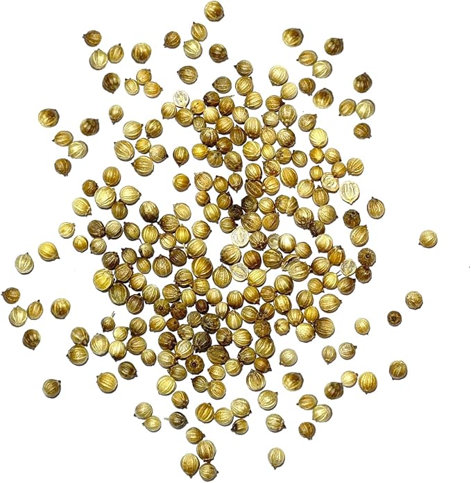 Seed Needs Cilantro Seeds for Planting Coriander Kitchen Herbs - Non-GMO Heirloom & Untreated - Grow a Home Grown Herb Garden Indoors or Outdoors (5 Packs)
