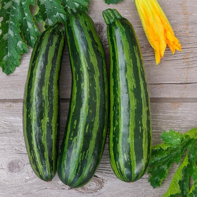 RAISE ME UP: Seeds Cocozelle Zucchini Courgette Non GMO Heirloom