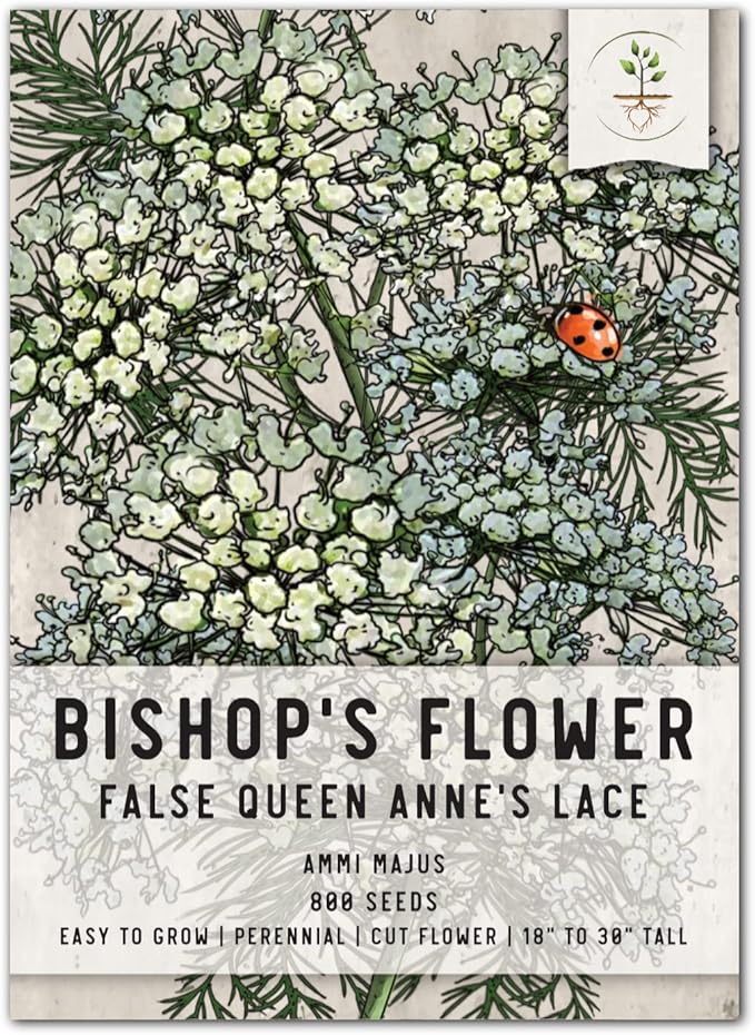 Seed Needs, Bishop's Flower Seeds - 800 Heirloom Seeds for Planting Ammi majus - Open Pollinated Annual Flowers for Growing a Butterfly Garden (1 Pack)