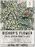 Seed Needs, Bishop's Flower Seeds - 800 Heirloom Seeds for Planting Ammi majus - Open Pollinated Annual Flowers for Growing a Butterfly Garden (1 Pack)