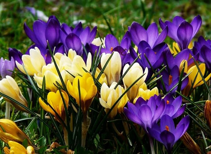 Mixture Crocus Bulbs White Yellow Purple Lilac Green Fall Plant Spring Bloom Large-Flowering Crocus Species Botanical Size 6+ (10, Mix Color)