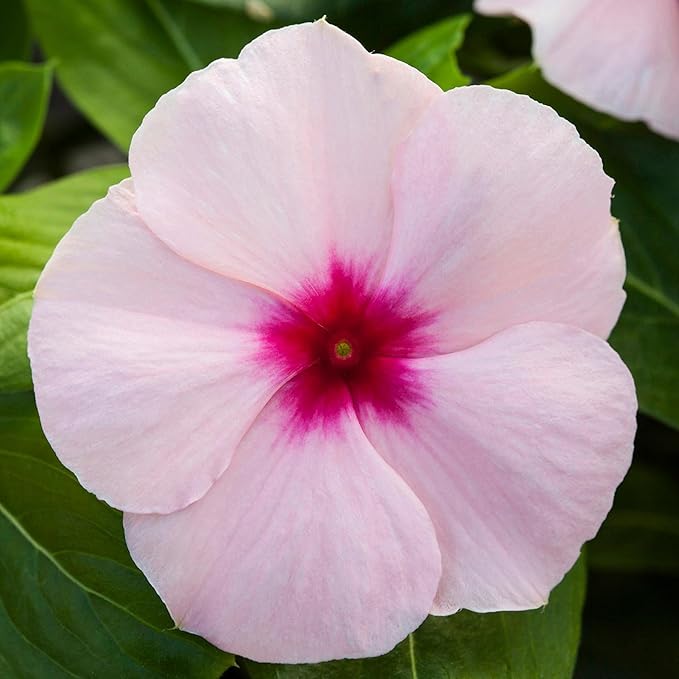 50+Periwinkle Vinca Seed for Planting Garden Flowers Ground Cover Plants