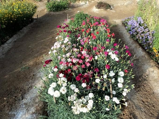 FUN AND GROW SEEDS: Seeds Carnation Shabo Mix Biennial Flowers