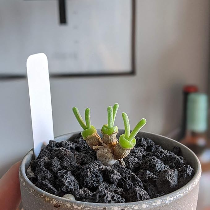 Black Lava Rocks for Plants -100% Pure Volcanic Rock No Dyes or Chemicals-Best Lava Stones Top Dressing for Cacti Succulents Plants,Bonsai-5LBS