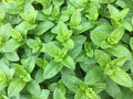 Spearmint Seeds for Planting | 150+ Seeds of Perennial Spearmint Herb