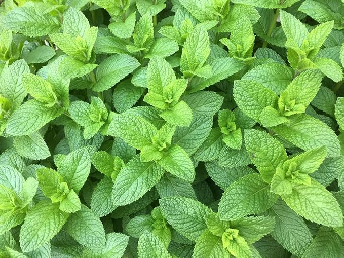 Spearmint Seeds for Planting | 150+ Seeds of Perennial Spearmint Herb