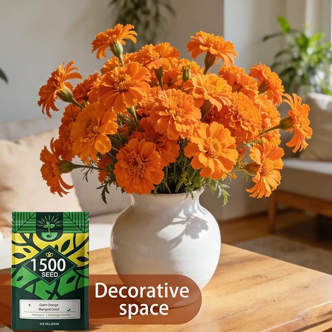 Orange Marigold Seeds for Planting, 1500 Flower Seeds, Pollinator-Friendly, Ideal for Balconies Window Boxes Garden Beds and Edging