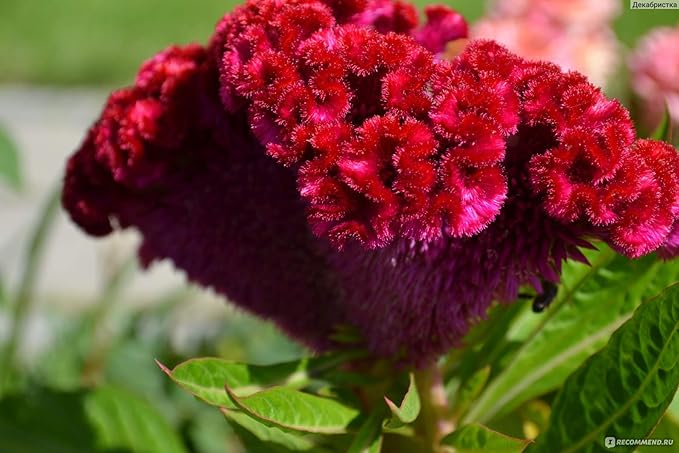 Celosia Cristata Cockscomb Seed Mix 200+ Seeds Woolflowers Mixed Colors Exotic Flowers Garden