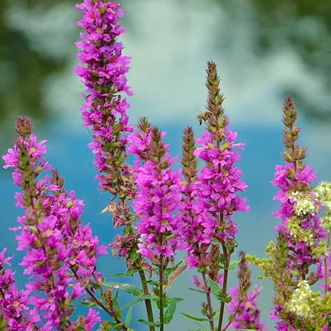 1000 Lythrum Seeds Purple Garden Flowers for Planting Easy to Grow Outdoor Home Garden