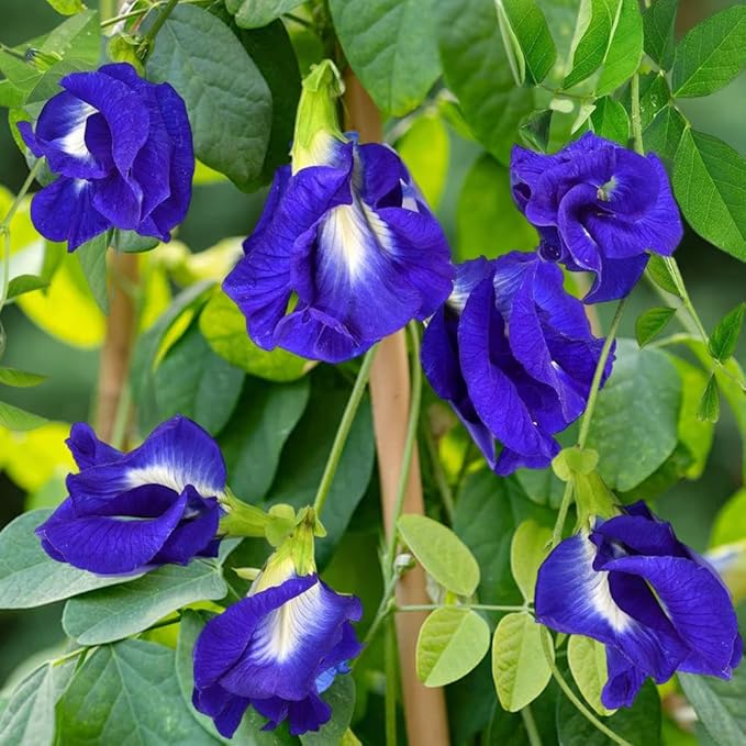 Premium Clitoria Ternatea Butterfly Pea Seeds - 50 Non-GMO Seeds, Blue Pea Vine for Garden, Herbal Tea, Medicinal Plant, Fast-Growing Climbing Flower for Home & Outdoor Gardening