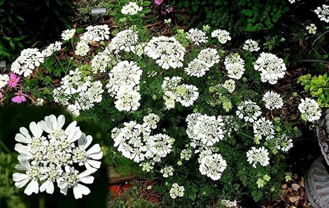 50PCS Orlaya Grandiflora Seeds White Minoan Lace Easy Grow Indoor Outdoor Seeds Heirloom