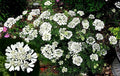 50PCS Orlaya Grandiflora Seeds White Minoan Lace Easy Grow Indoor Outdoor Seeds Heirloom