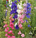 Larkspur Seeds - Rocket Wild Delphinium Mixed Colors - 4' Tall and Used Widely by Floral Designers