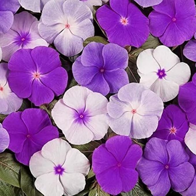 100+ Periwinkle Vinca Seeds Garden Flowers & Ground Cover Plants Dwarf Flower Perennial Flower