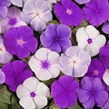 100+ Periwinkle Vinca Seeds Garden Flowers & Ground Cover Plants Dwarf Flower Perennial Flower