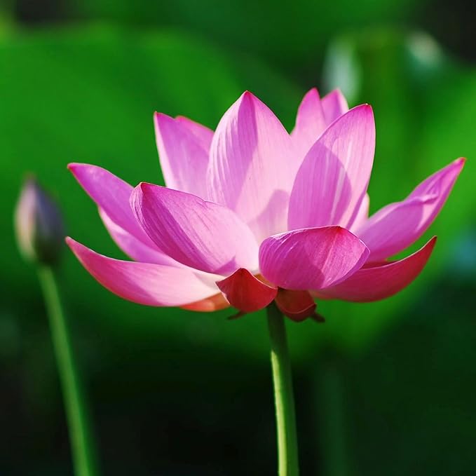 35 pcs Mini Lotus Seeds Variety Pack – Bonsai Lotus, Water Lily Garden Seeds for Ponds, Containers, Patio & Zen Decor