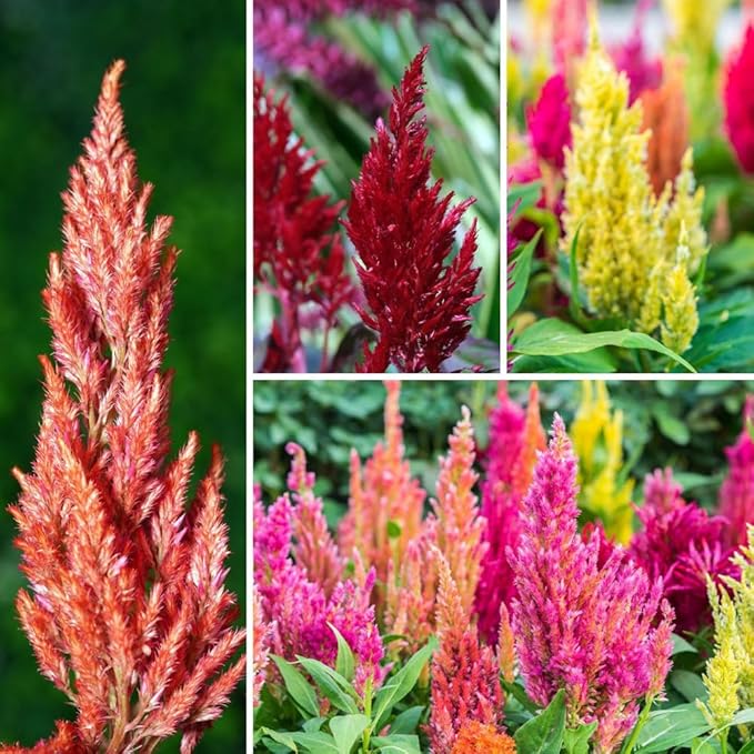 100pcs Mixed Celosia Seed for Planting - Celosia Cristata Plumosa Cockscomb Woolflower Non-GMO Heirloom Seeds to Plant Exotic Flower for Outdoors