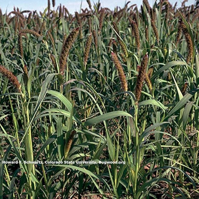 Outsidepride 5 lb Japanese Millet Pasture Seed for Planting