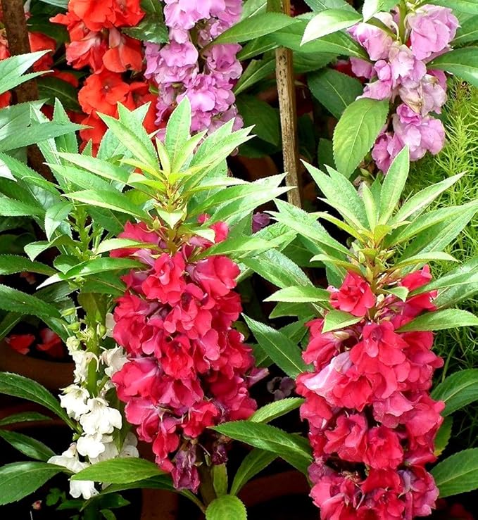 Garden Balsam Impatiens Balsamina 50+ Seeds Garden Seeds for Planting Flowers