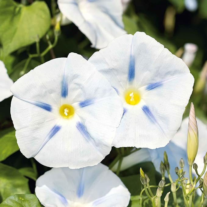 Eden Brothers Morning Glory Seeds - Ismay, Non-GMO Seeds for Planting, 1 oz | Low-Maintenance Flower Seeds, Plant During Spring, Zones 1, 2, 3, 4, 5, 6, 7, 8, 9, 10