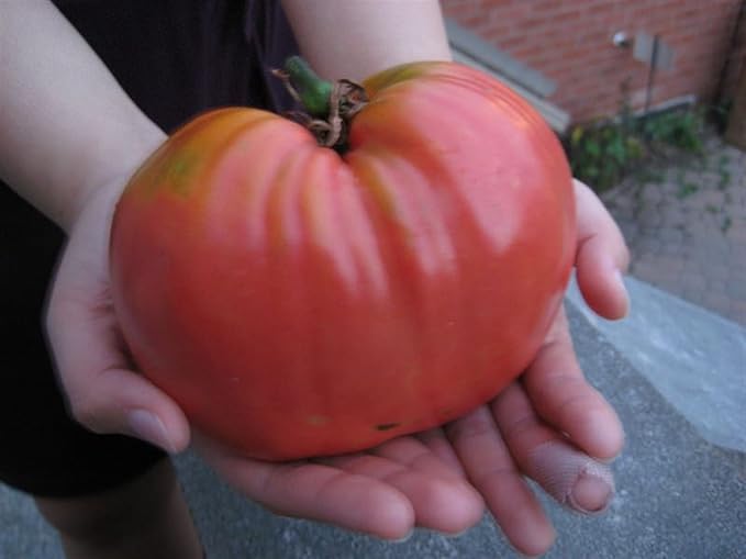 CEMEHA SEEDS - Seeds Red Giant Beefsteak Tomato Indeterminate Non GMO Vegetable for Planting