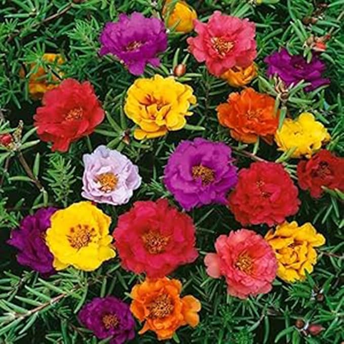 10000+ Portulaca Grandiflora Moss Rose Seeds Mixed Color Spreading for Planting Mexican Sun Rose Rock ROS Heat & Drought Tolerant Ground Cover Plant