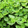 Sweet Marjoram Herb Seeds - 100 Count Seed Pack - a Cold-Sensitive Perennial herb or undershrub with Sweet Pine and Citrus Flavors - Country Creek LLC