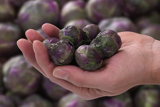 Seeds Brussels Sprouts Cabbage Purple Heirloom Vegetable Non GMO