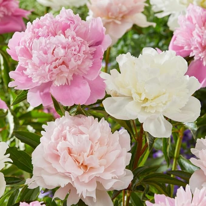 300+ Mix Peony Flower Seeds for Planting Heirloom Peony Poppy Seeds Open Pollinated Ruffled Blooms Attract Butterflies Outdoor and Indoor