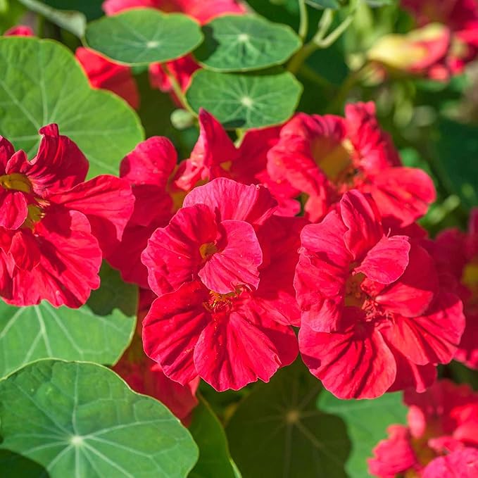 Eden Brothers Nasturtium Seeds - Jewel Cherry Rose Non-GMO Seeds for Planting, 1/4 Pound | Low-Maintenance Flower Seeds, Plant During Spring Season, Zones 1, 10, 2, 3, 4, 5, 6, 7, 8, 9