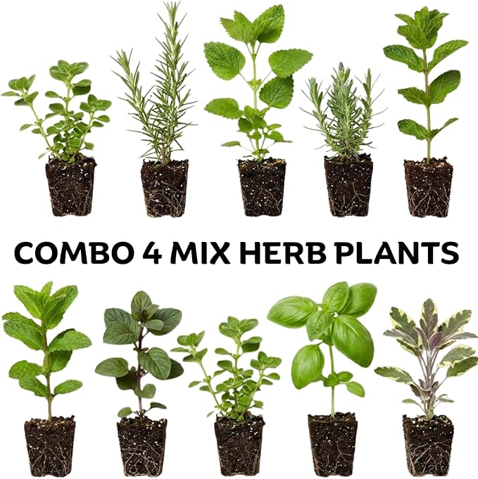 Pack 4 Mix Herb Live Plants, 4-8" Tall Fragrant Lemon Balm, Rosemary, Basil, Oregano and More Varieties Plants Herbs for Garden, Patio and Kitchen Growing, No Pot, Live Herbs Seedlings
